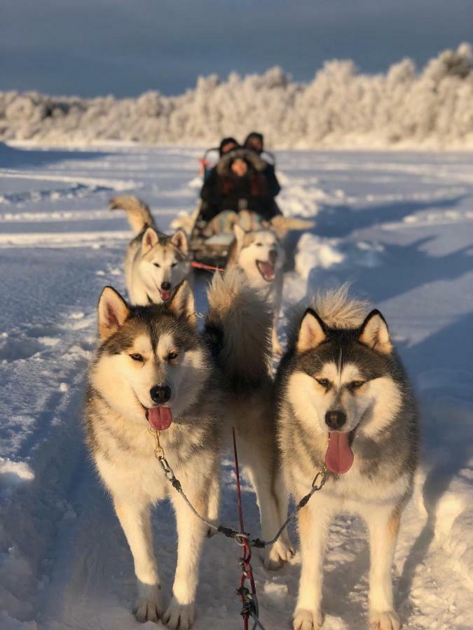 Appartamento Arctic